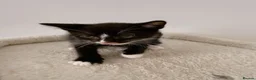 Mixed Breed cats for sale: Lupin, Tuxedo Male Kitten - Advert 5