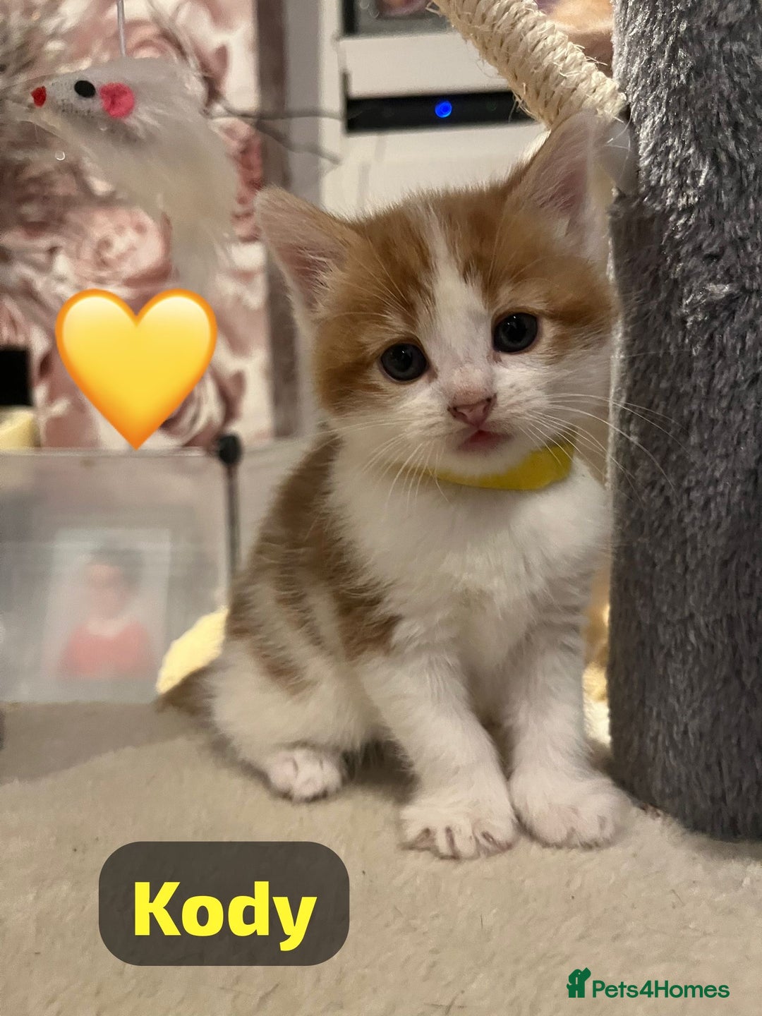 Mixed Breed cats for sale: 🐾 8 Beautiful kittens….🩵🩷 - Advert 34