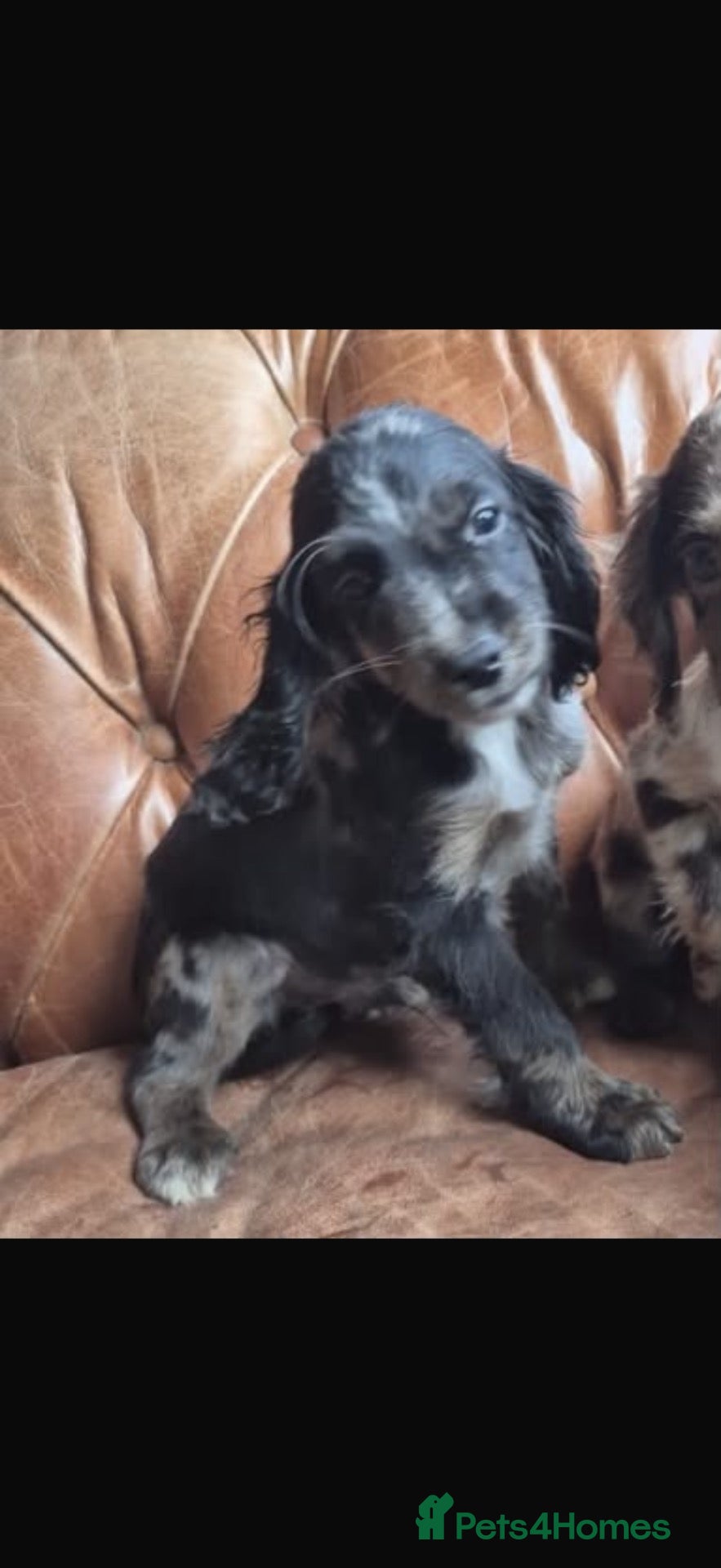 Cocker Spaniel dogs Cocker Spaniels  - Advert 2