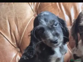 Cocker Spaniel dogs Cocker Spaniels - Advert 2