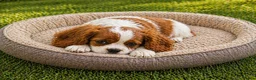 Cavalier King Charles Spaniel dogs for sale: Four Blenheim Cavalier King Charles Spaniel Boys - Advert 3