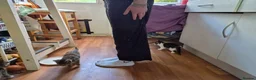 Mixed Breed cats for sale: 2 bundles of fun and furryness in Andover - Advert 2