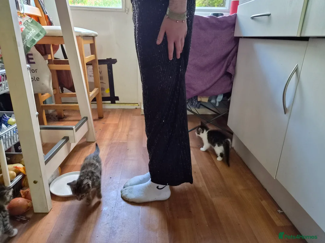 Mixed Breed cats for sale: 2 bundles of fun and furryness in Andover - Advert 2