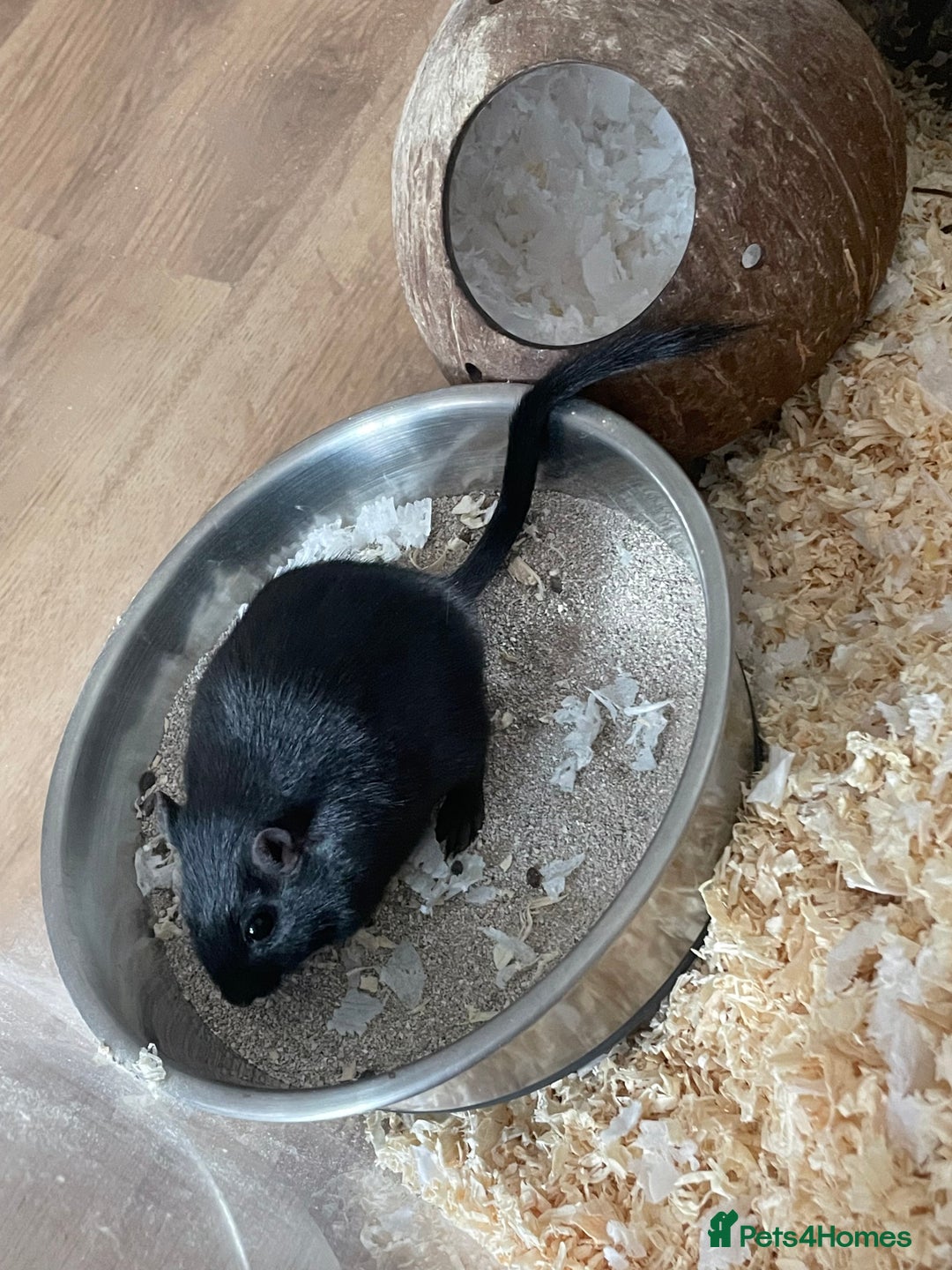 Gerbil rodents for sale: 2 male gerbils  - Image 4