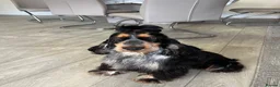 Cocker Spaniel dogs for sale: KC Show Cocker Spaniels  - Advert 16