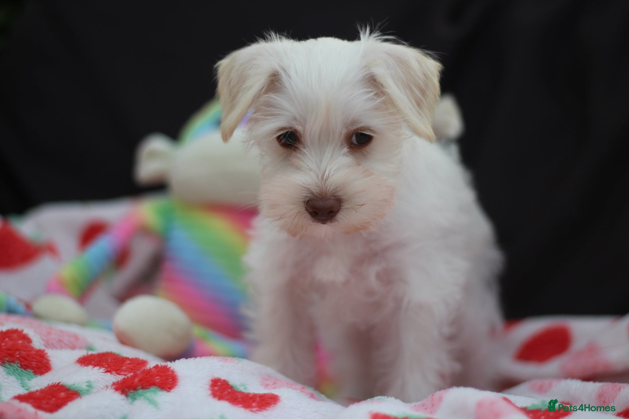 Miniature Schnauzer dogs 🐾 CHOCOLATE GENE KC MINIATURE SCHNAUZER 🐾 - Advert 1