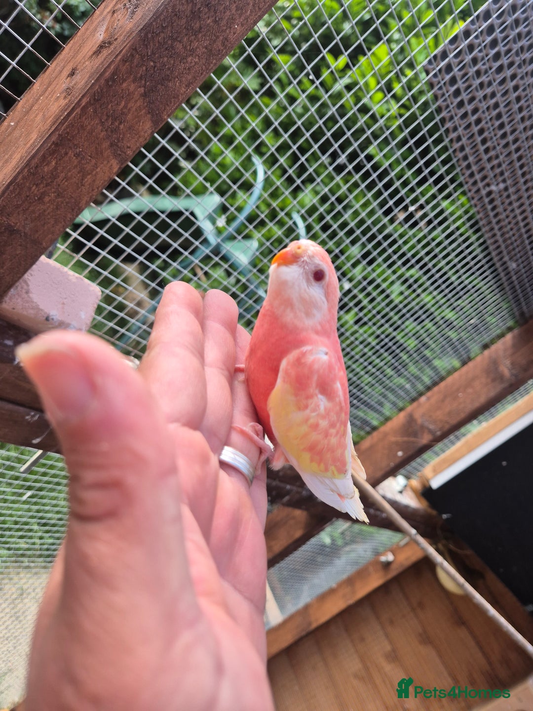 Parakeets birds for sale: Bourkes - Image 3
