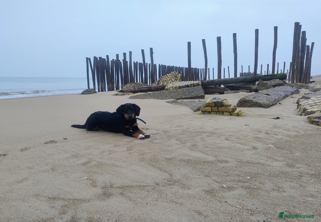 Mixed Breed dogs for sale: Slovak Hound/Border Collie - Advert 5