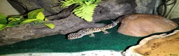 Leopard Gecko reptiles for sale: Leopard Gecko - Advert 1