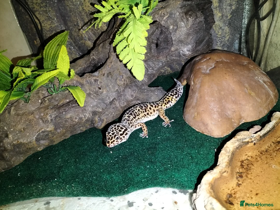 Leopard Gecko reptiles for sale: Leopard Gecko - Advert 1