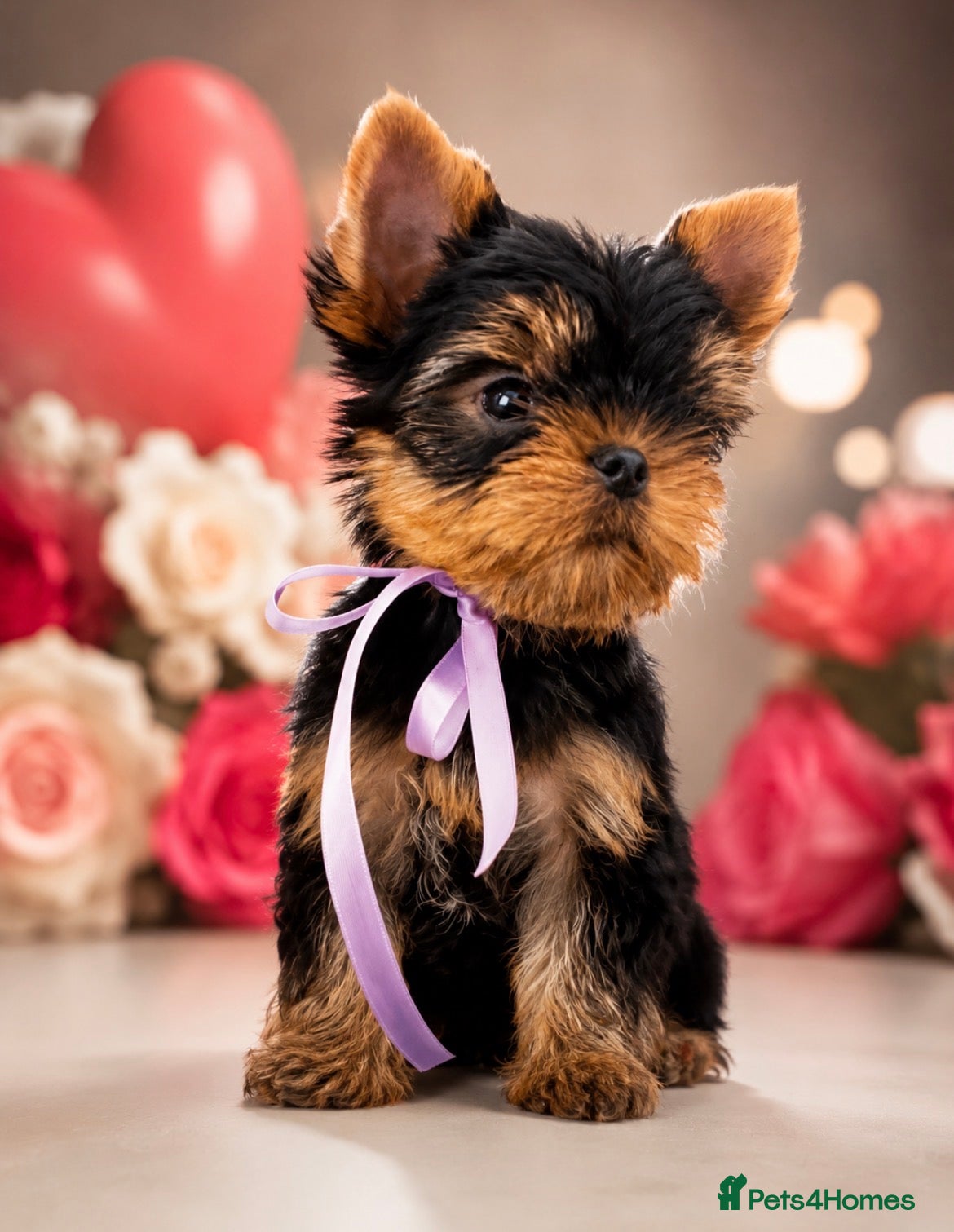 Yorkshire Terrier dogs Top Quality KC Reg Yorkshire Terrier Puppies - Advert 5