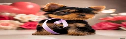 Yorkshire Terrier dogs for sale: Top Quality KC Reg Yorkshire Terrier Puppies - Advert 1