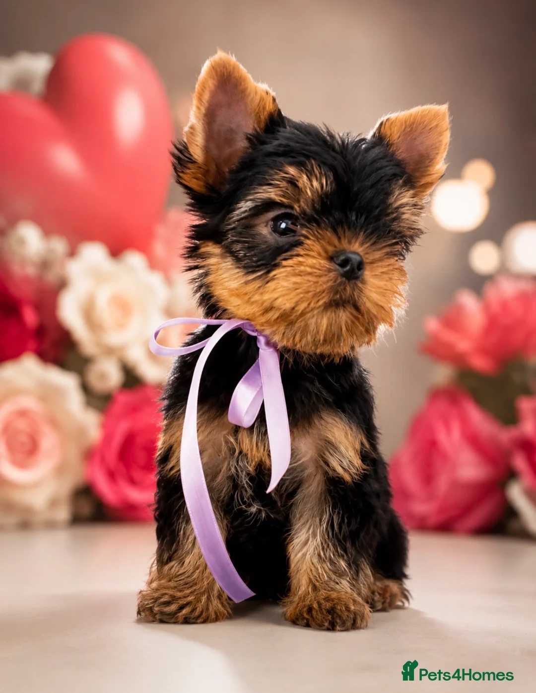 Yorkshire Terrier dogs for sale: Top Quality KC Reg Yorkshire Terrier Puppies - Advert 1