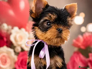 Yorkshire Terrier dogs Top Quality KC Reg Yorkshire Terrier Puppies - Advert 5