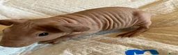 Guinea Pig rodents for sale: Skinny pig pups. Boys and girls  - Advert 14