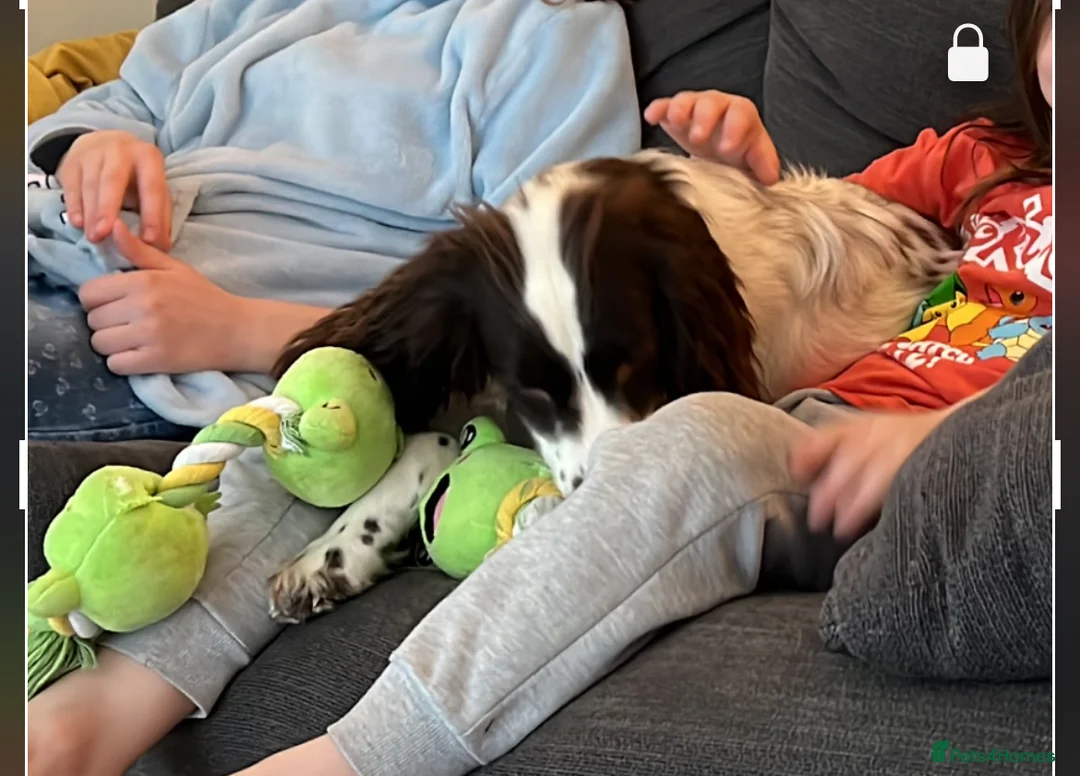 Cocker Spaniel dogs for sale: Cocker Spaniel needing a calmer home - Advert 2