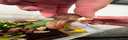 Snails invertebrates for sale: African giant land snails mixed sizes  in Bridgend - Advert 4