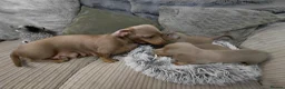 Dachshund dogs for sale: KC Registered Isabella & Tan Dachshund Puppies - Advert 11