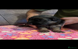 German Shepherd dogs for sale: Kc-registered German shepards puppies for sale - Image 2