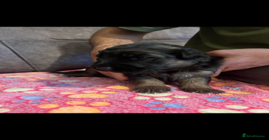 German Shepherd dogs - Advert 1