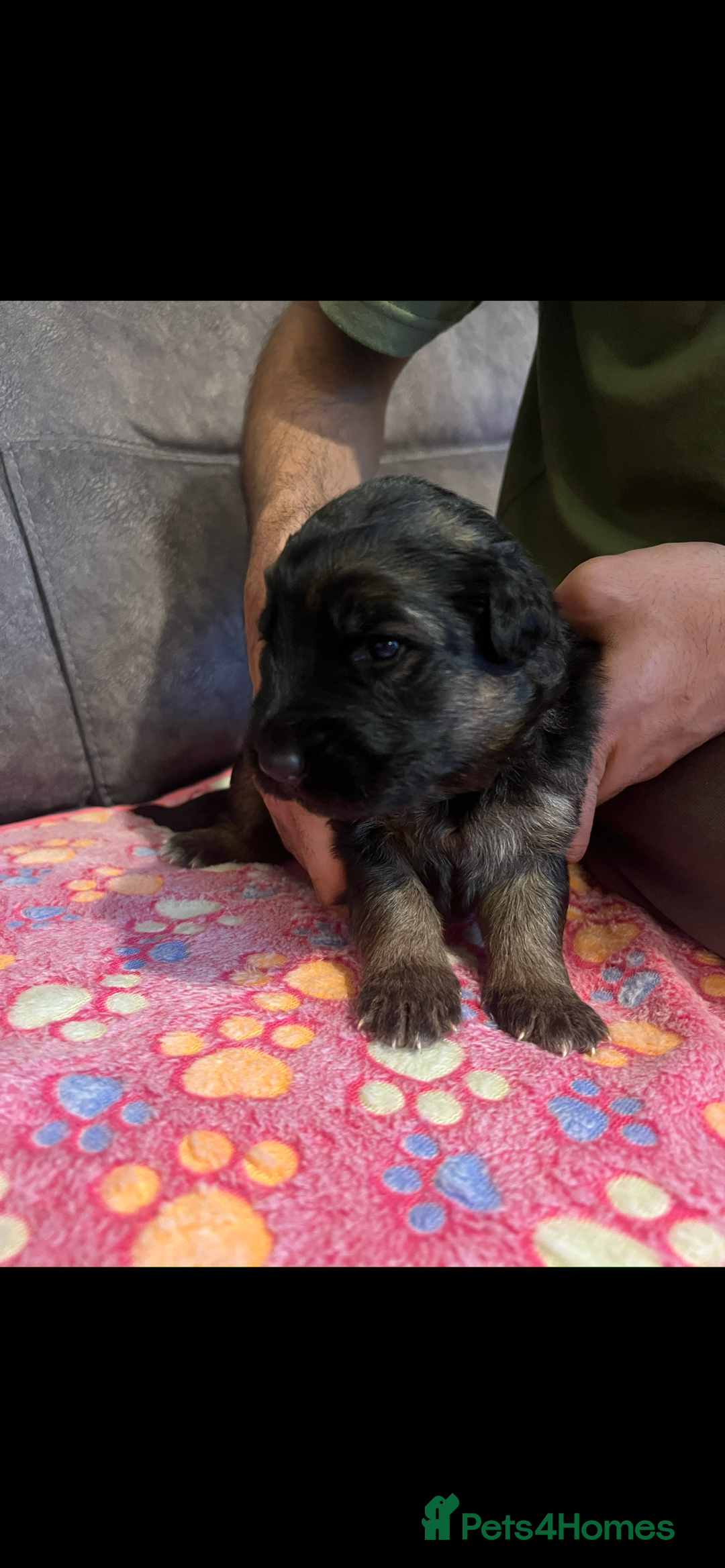 German Shepherd dogs for sale: Kc-registered German shepards puppies for sale - Image 2