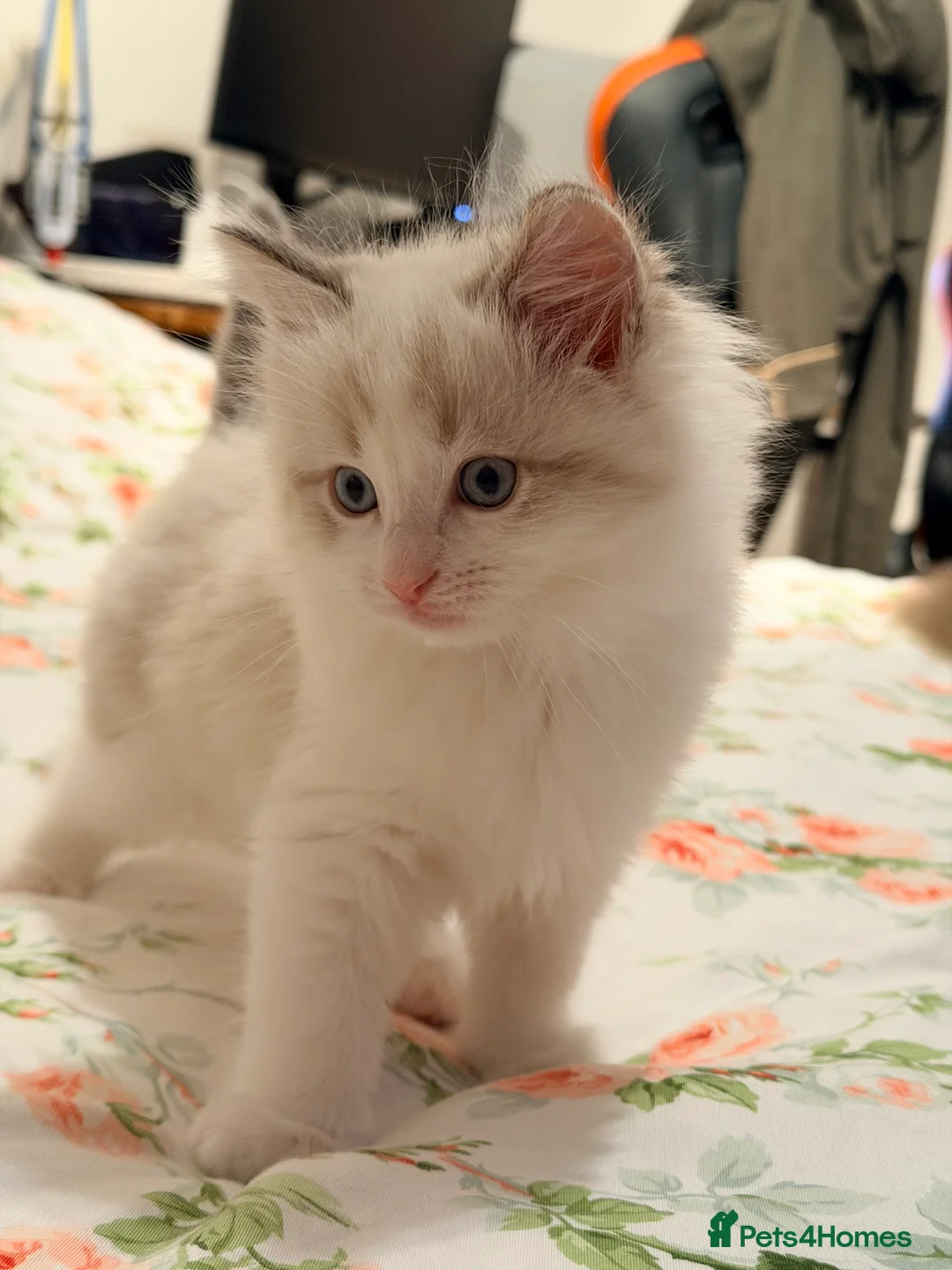 Ragdoll cats for sale: Purebred Ragdoll Kittens in Cardiff - Advert 2