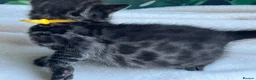 Bengal cats for sale: Rare Silver smoke Baby Bengals  in Stowmarket - Advert 35
