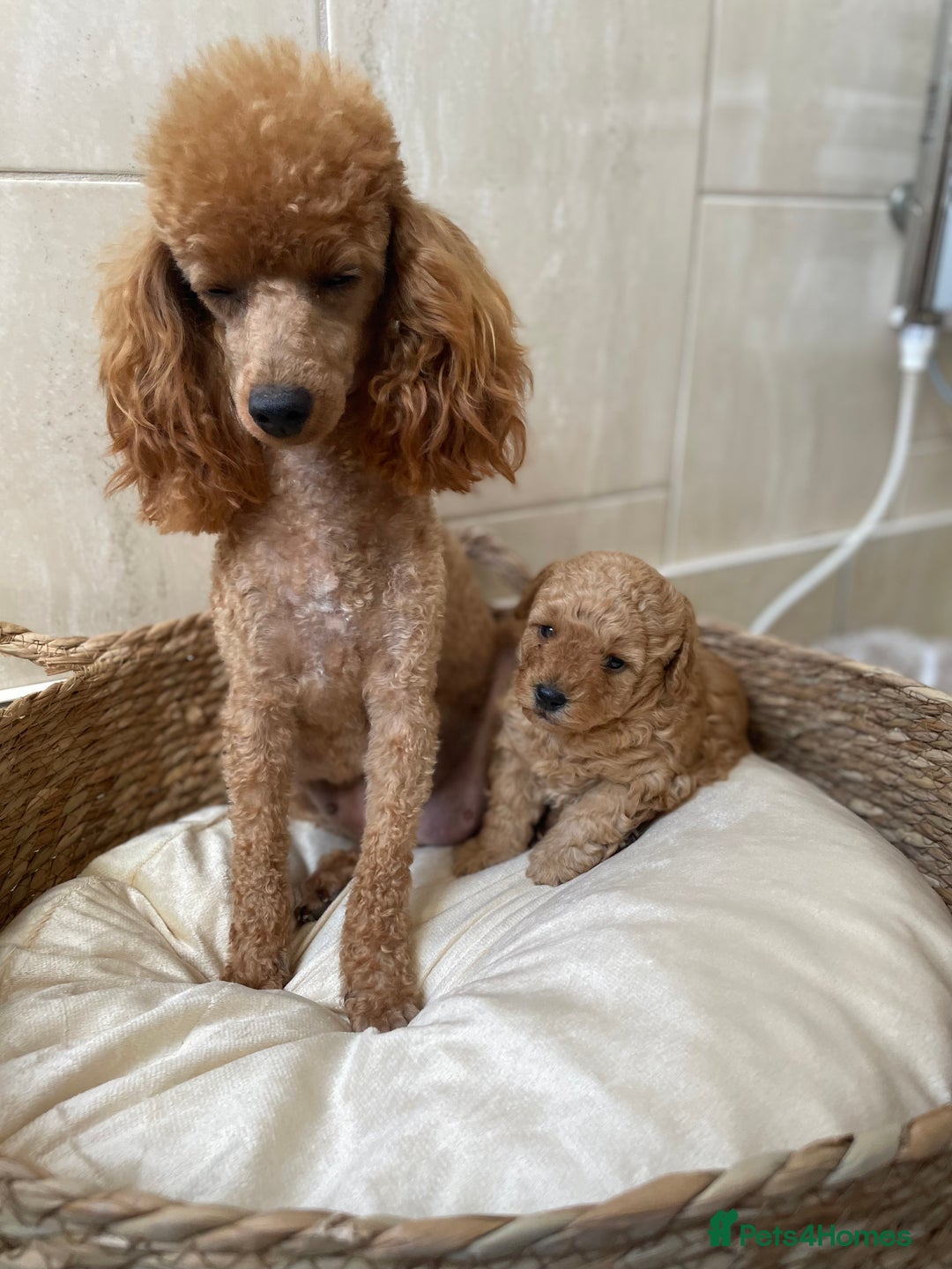 Toy Poodle dogs for sale: 5*Ukrainian toy poodle 1 girl available  - Image 9