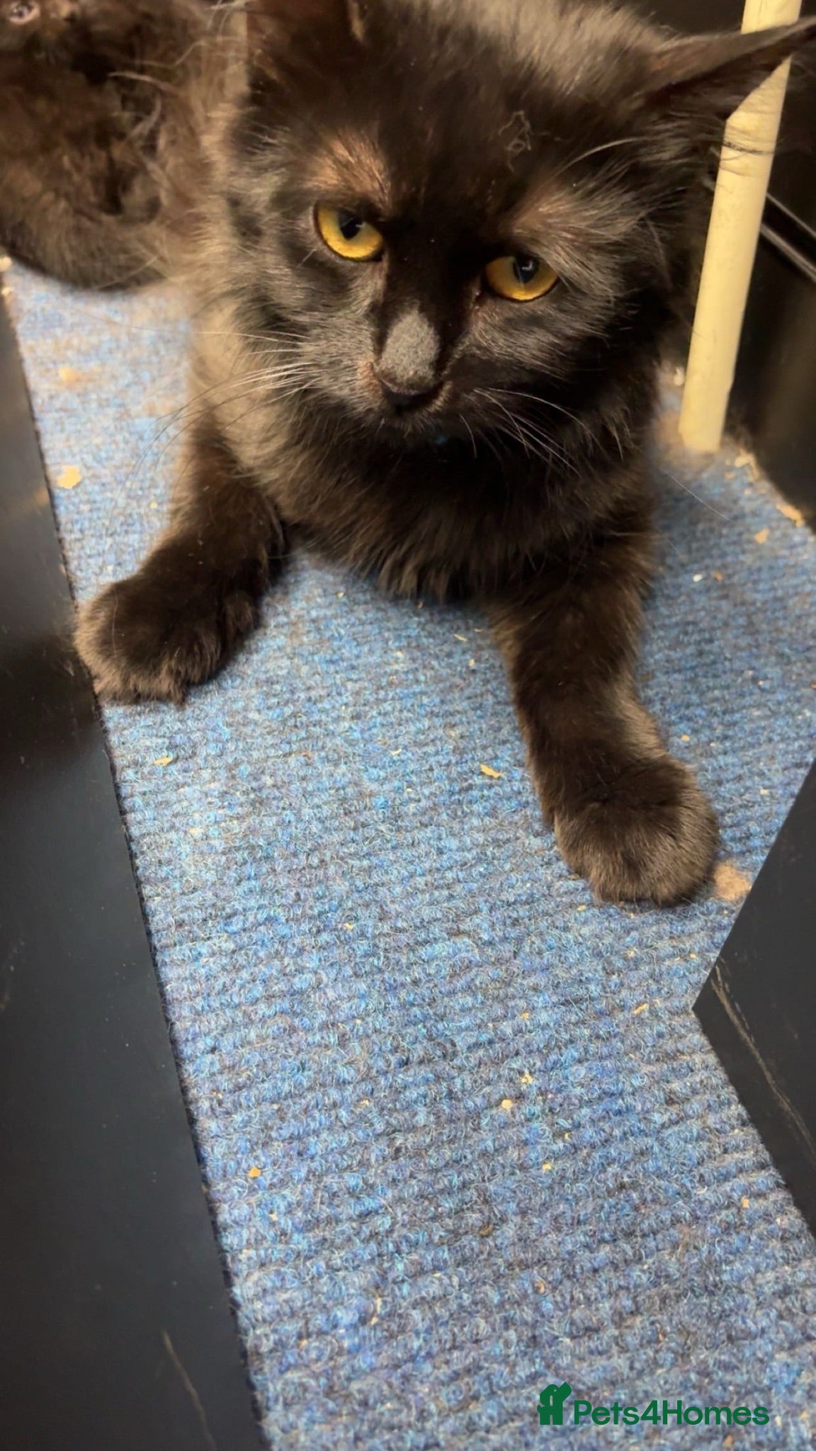 Mixed Breed cats kitten for sale  - Advert 3