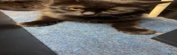 Mixed Breed cats for sale: kitten for sale  in Birmingham - Advert 1