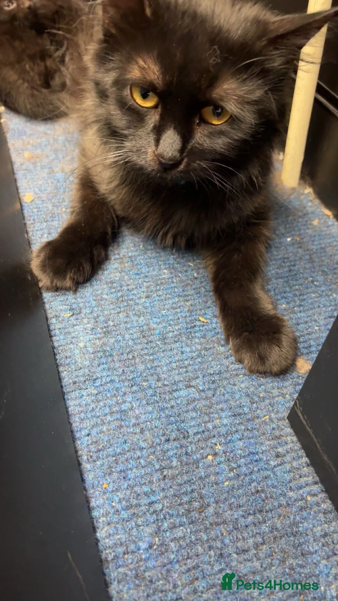 Mixed Breed cats for sale: kitten for sale  in Birmingham - Advert 1