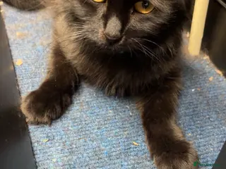 Mixed Breed cats kitten for sale - Advert 3