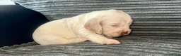 Cocker Spaniel dogs for sale: Beautiful show cocker puppies  - Advert 12