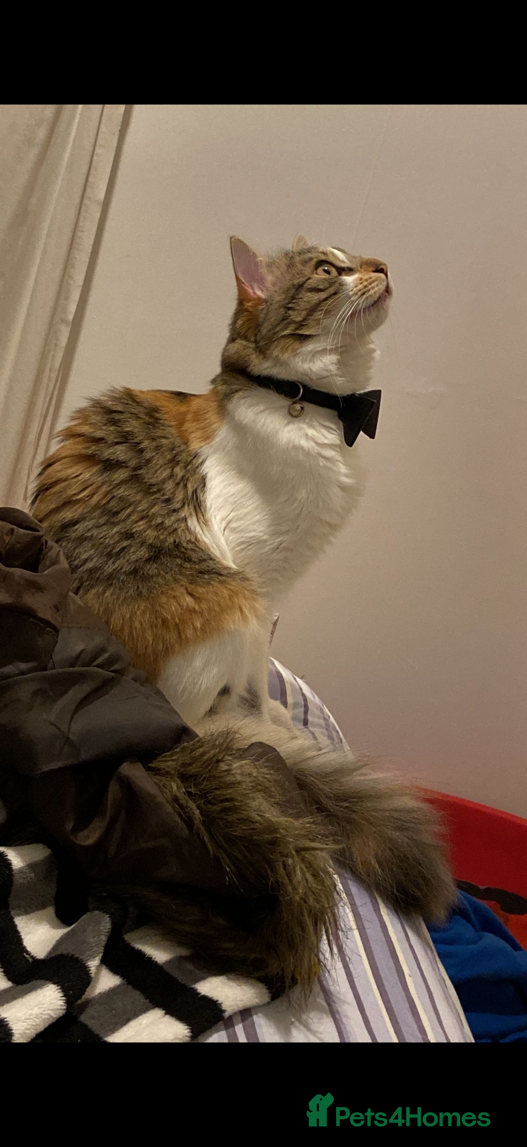 Mixed Breed cats for sale: Boy cat up for adoption - Advert 23