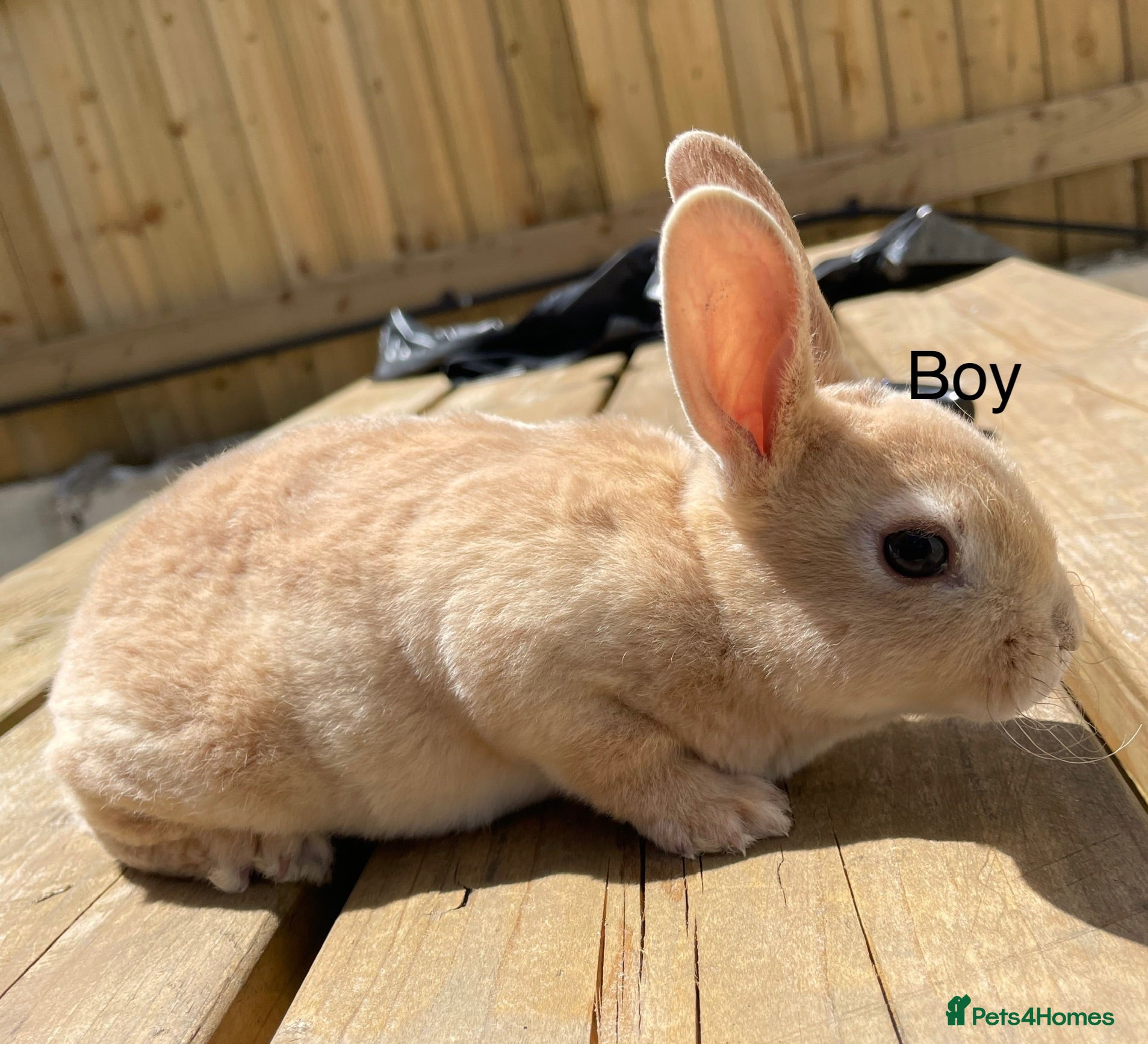 Rex rabbits 💖Pure bred mini Rex💖 - Advert 1