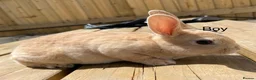 Rex rabbits for sale: 💖Pure bred mini Rex💖 - Advert 1