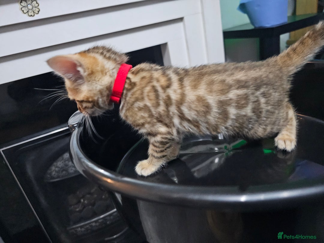 Bengal cats for sale: ✨️Stunning Bengal Babies-Exotic, Playful & Loving - Advert 13