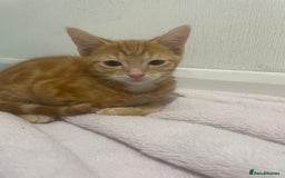 British Shorthair cats for sale: Tabby Kittens for sale - Image 9
