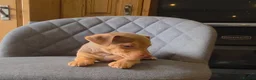 Jack Russell dogs for sale: Short Legged Jack Russell Puppies  - Advert 6