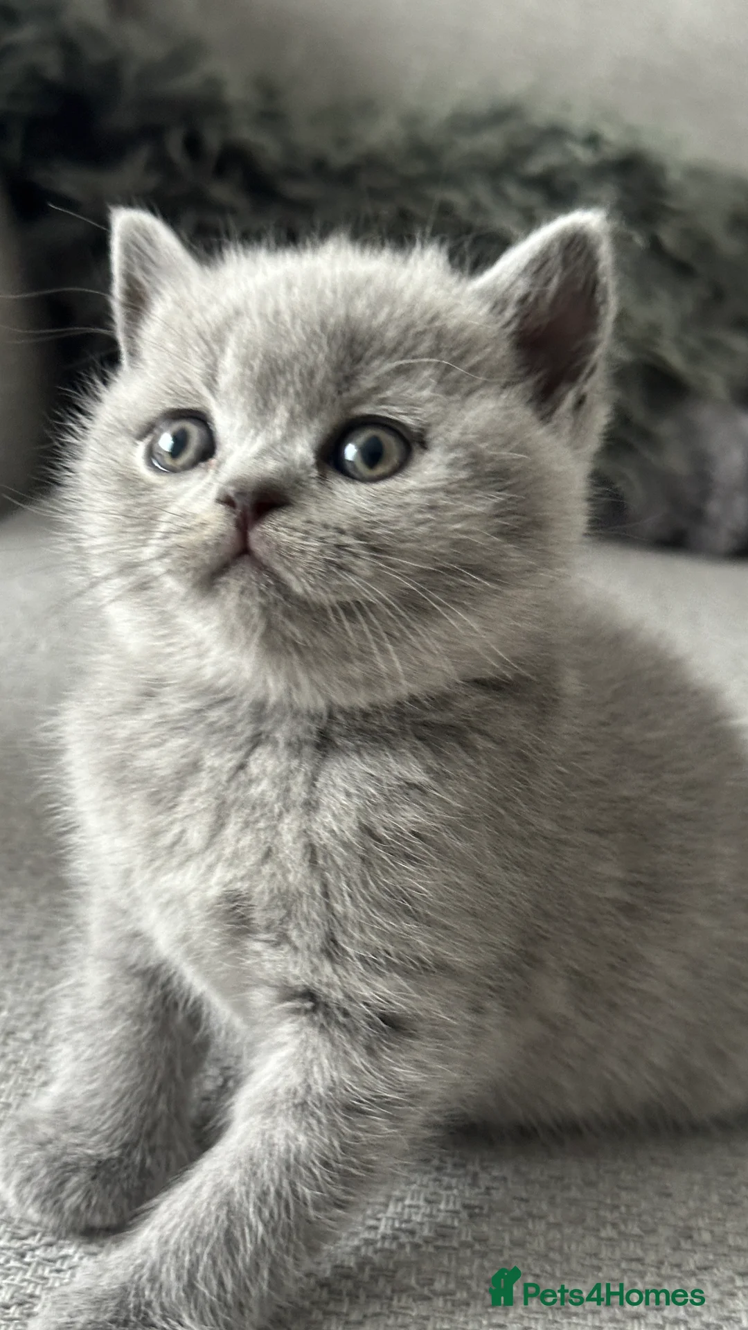 British Shorthair cats for sale: 🏆Champions line🏆BSH Blue kittens  - Advert 10