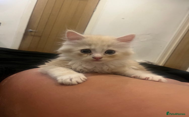 Persian cats - Advert 1
