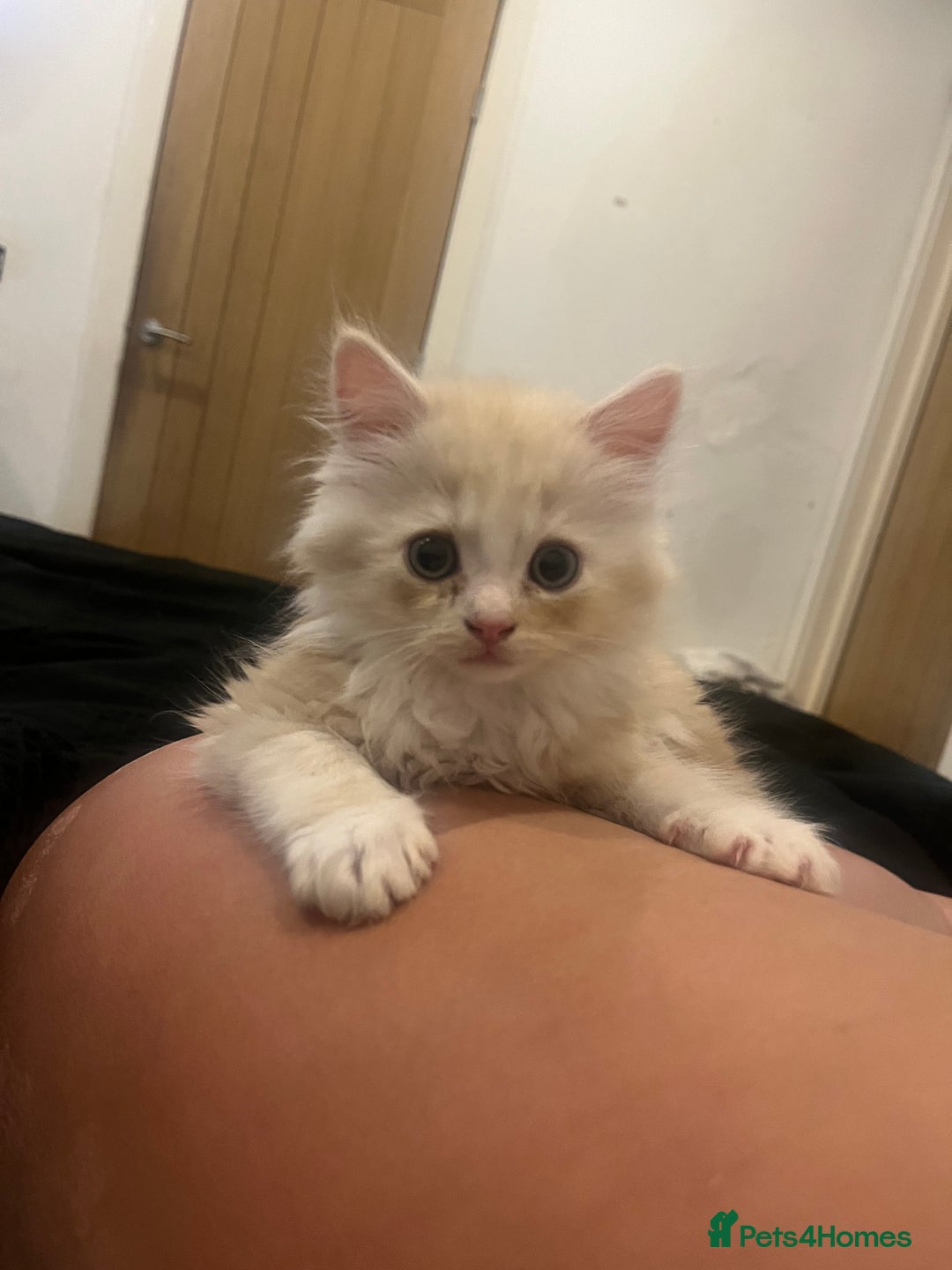 Persian cats for sale: Persian kitten for sale - Image 1