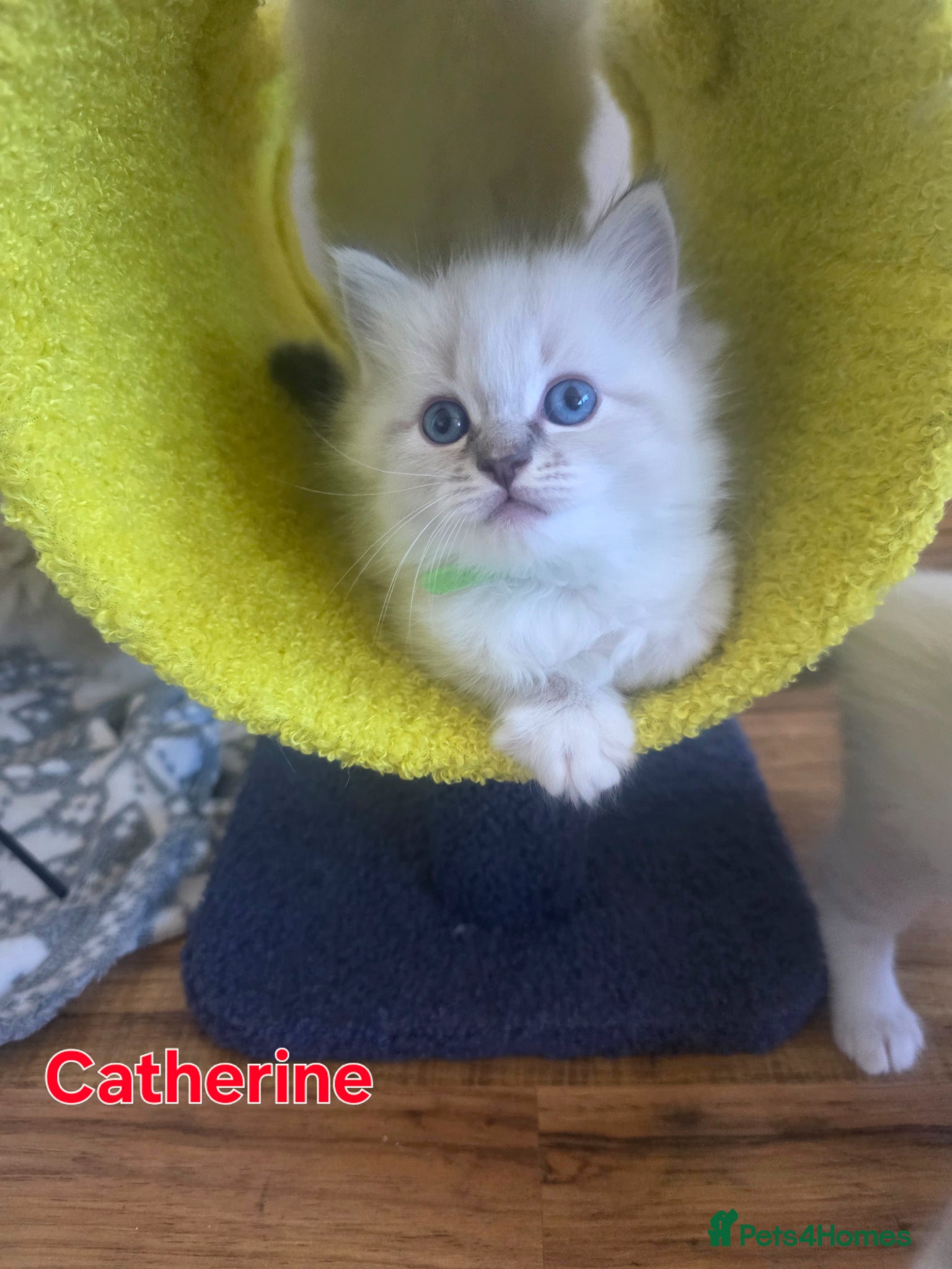 Ragdoll cats 😻Beautiful GCCF Registered Ragdoll Kittens😻 - Advert 2