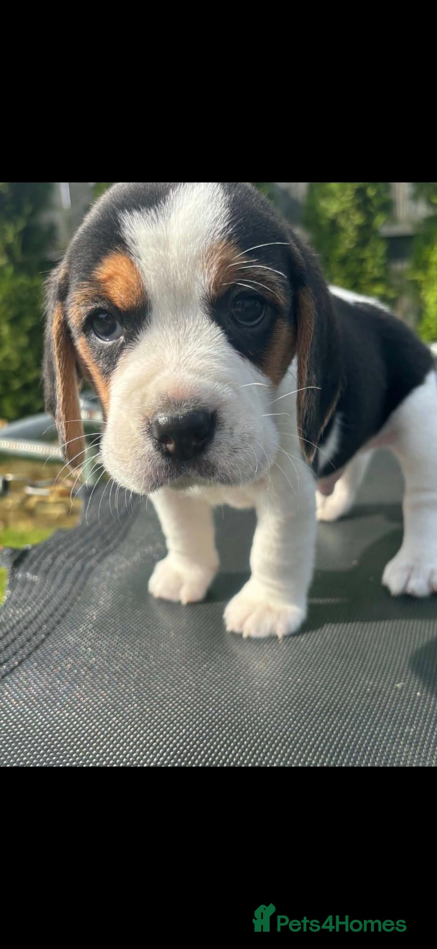 Beagle dogs Beautiful Beagle puppies  - Advert 2