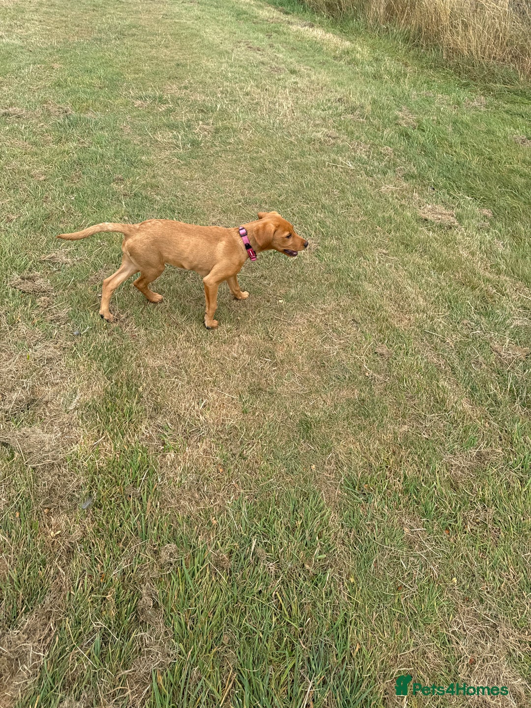Labrador Retriever dogs for sale: Female red fox labrador - Advert 7