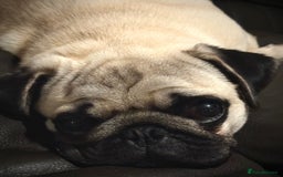 Pug dogs for sale: beautiful fawn boy pug - Image 2