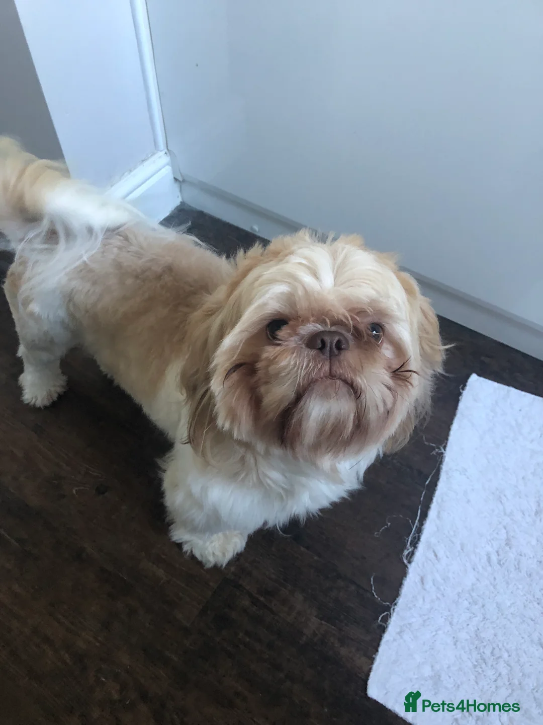 Shih Tzu dogs for stud: Pure breed male shih tzu stud  in Milton Keynes - Advert 14