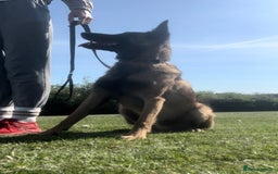 Belgian Shepherd Dog dogs for sale: 1 year old male malinois - Image 4