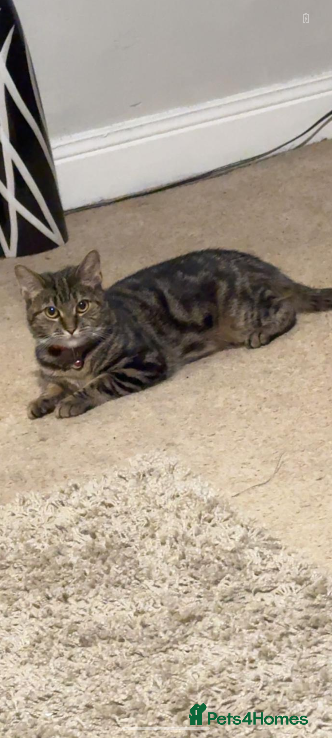 Mixed Breed cats for sale: Bengal/Russian Blue mix Bella - Image 4