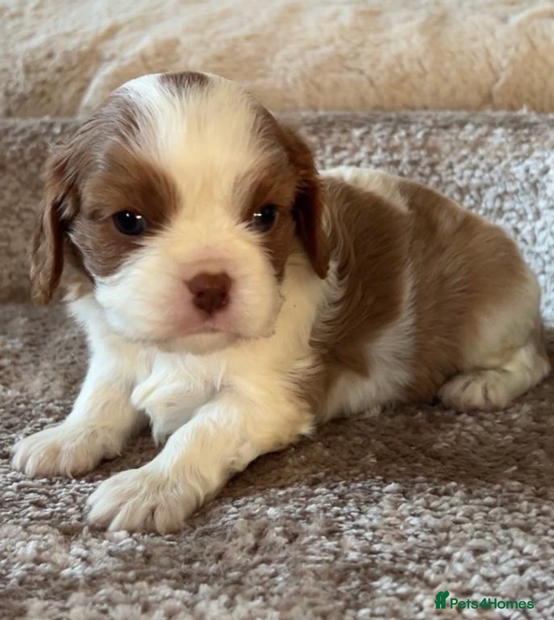 Cavalier King Charles Spaniel dogs for sale: Chocolate Kc reg cavalier King Charles - Advert 22